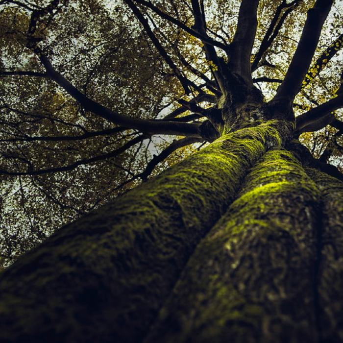 Horoscopul arborilor. Celții ne spun care pomi ne reprezintă