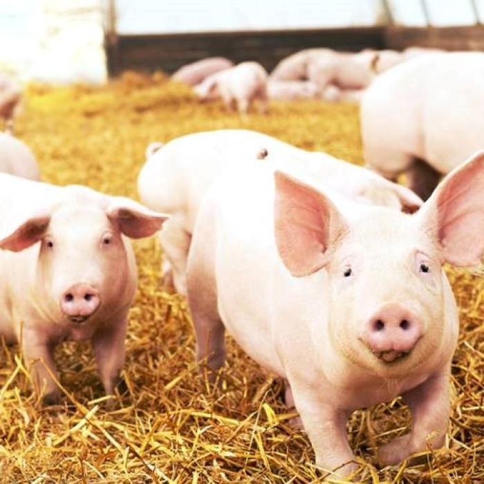 Fără porci la pășunat, în București. Aceștia trebuie ținuți în curte. Dispozițiile CCBMB