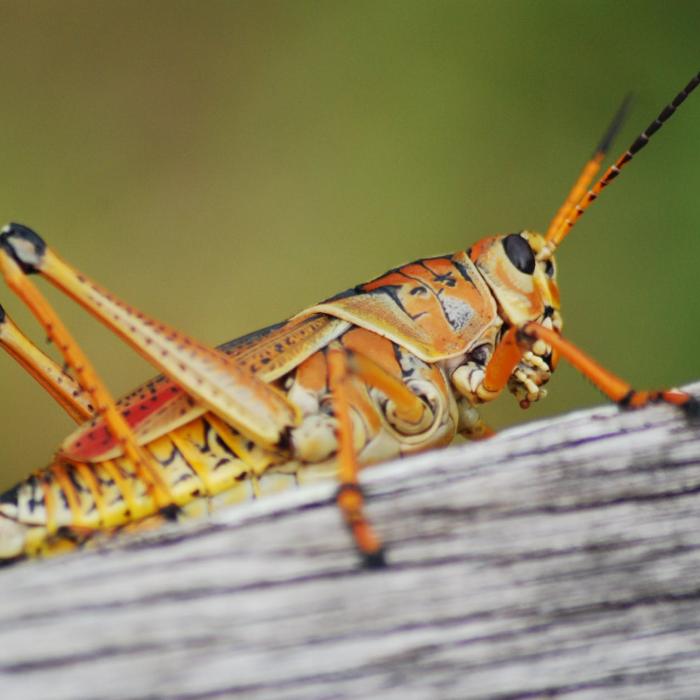 Insecte comestibile: după viermele galben de făină, UE a aprobat comercializarea lăcustelor