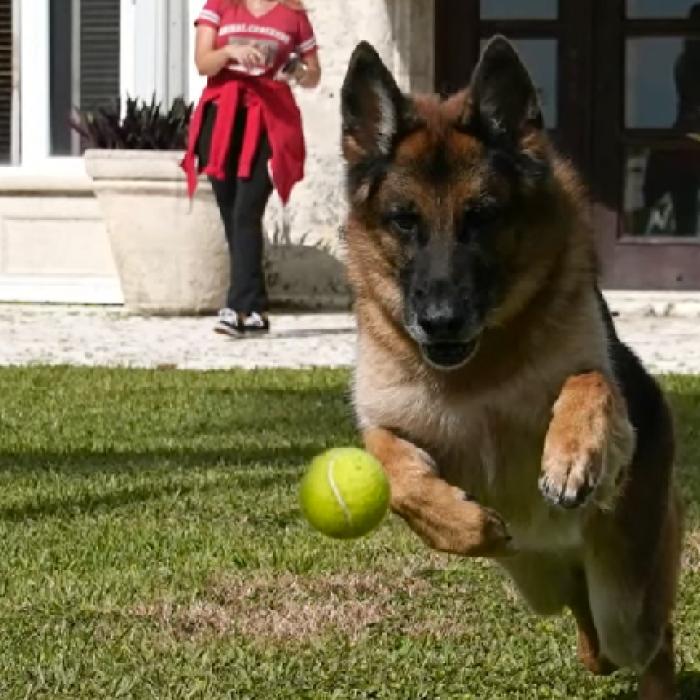 „Cel mai bogat câine din lume” își vinde proprietatea din Miami pentru 32 de milioane de dolari