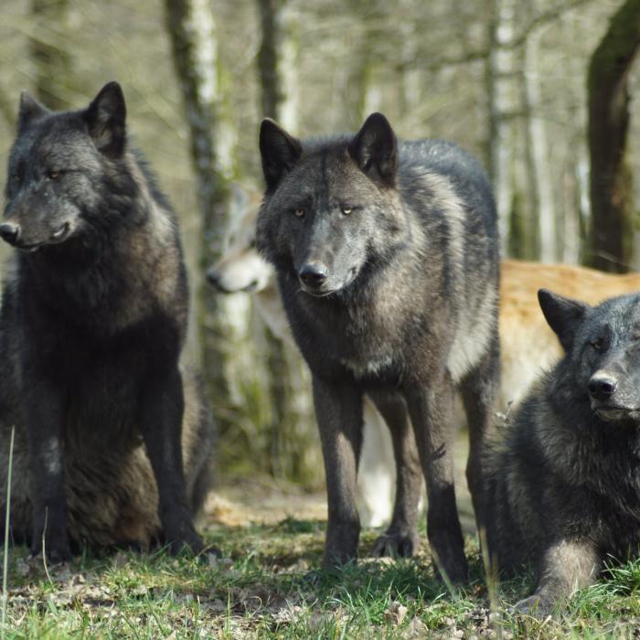 O grădină zoologică din Franța s-a închis după ce o haită de NOUĂ lupi a evadat