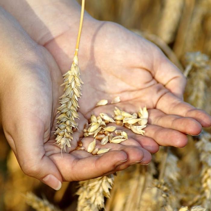 Criză a cerealelor. Moise (MADR): O să trimitem echipe şi în zona de ferme