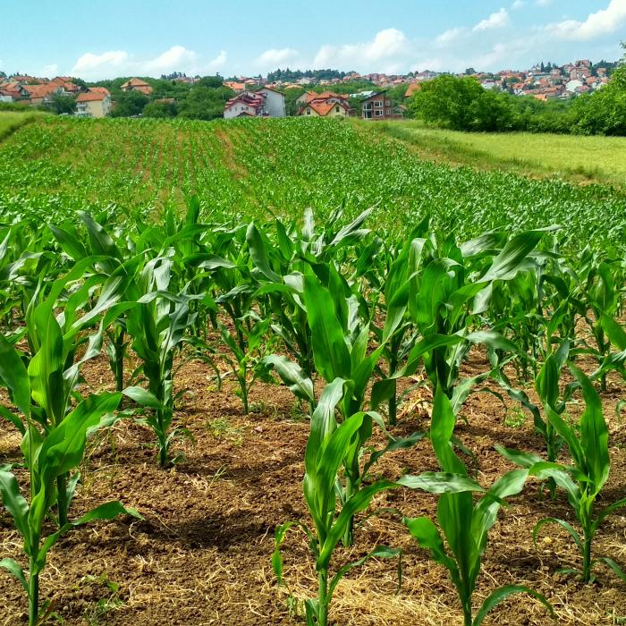 Vești proaste din agricultură, în plină criză. Ce anunță fermierii