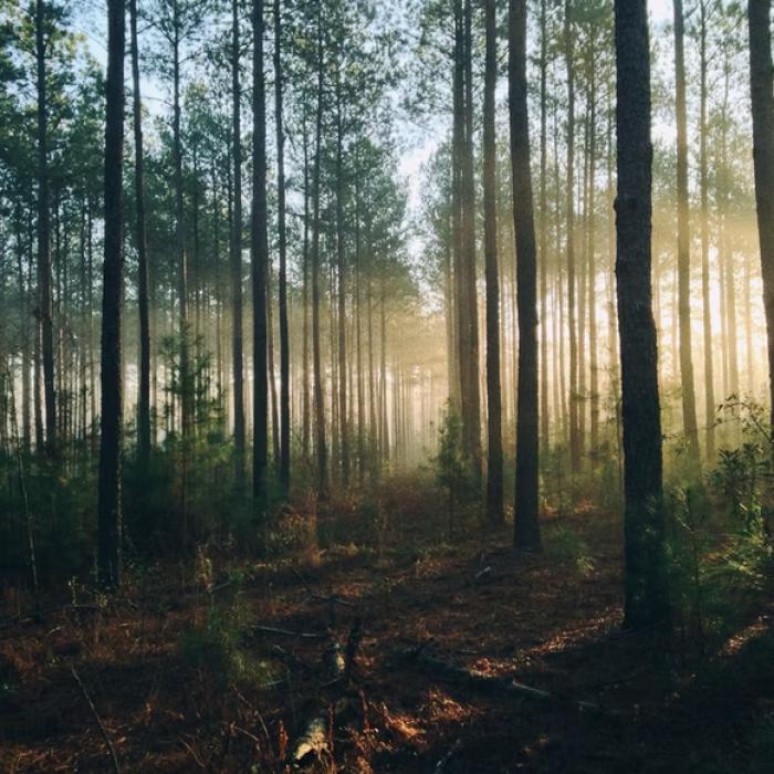 Poți primi 2.200 de lei timp de 20 de ani pentru această activitate