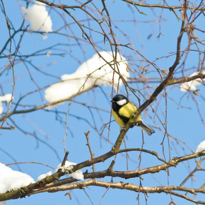 Prognoză meteo actualizată. Se întoarce iarna?