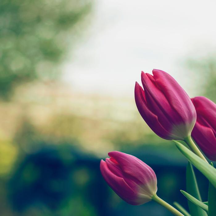 Cum va fi vremea de Paște și 1 Mai. Informaţii actualizate de la ANM
