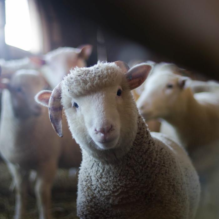 Carnea de miel, un lux de Paşte. A ajuns să se vândă chiar şi în rate