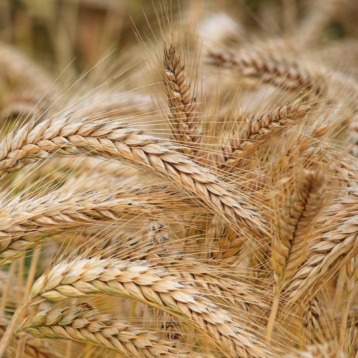 Ce se va întâmpla cu producţia agricolă a României. Hossu: Vor avea oferte mult mai bănoase de vânzare către exterior