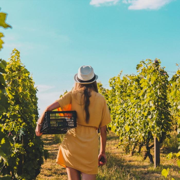 Ajutor de minimis pentru producătorii de struguri de masă