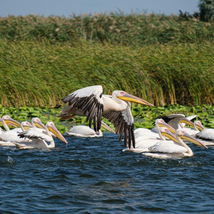 Ce le oferă Delta Dunării turiştilor. Horia Teodorescu (CJ Tulcea): Oamenii mi-au spus că aşa ceva nu-şi închipuiau că poate exista