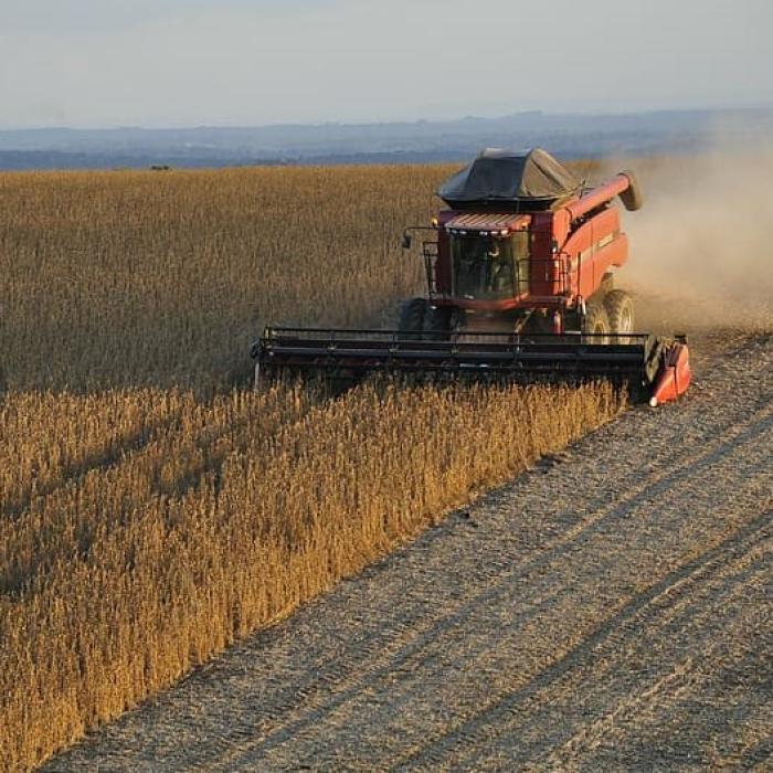 Piața cerealelor evoluează pe un teren ”cu denivelări”: ba urcă, ba coboară