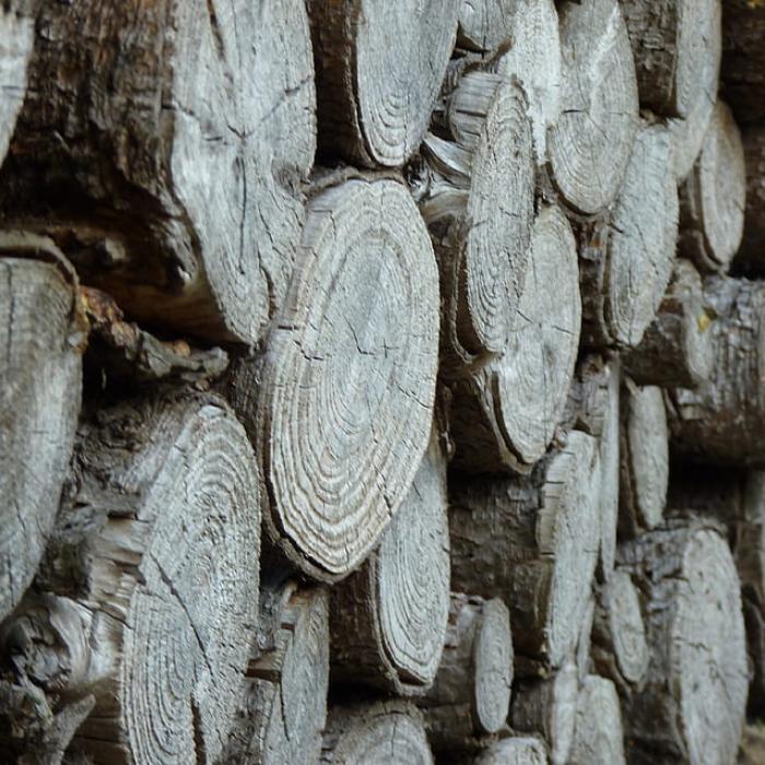 Prețul lemnelor de foc. Premierul promite măsuri pentru corectarea deciziei de plafonare