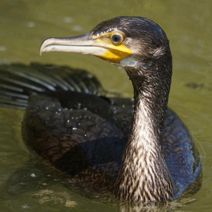 Petre Daea redeschide tema cormoranilor 