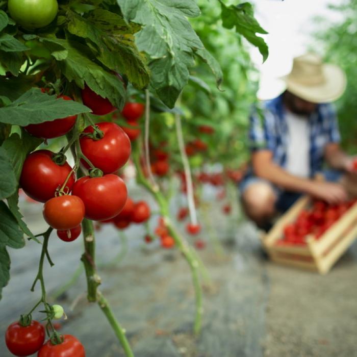 Fermierii cer ministerului de resort extinderea programului tomata și la alte legume