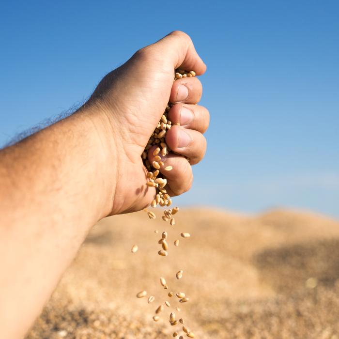 Aflux de cereale ucrainene. Țările est-europene cer ajutorul UE