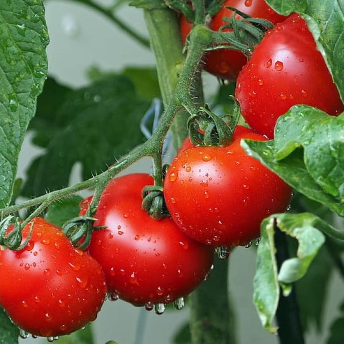 Un startup israelian dezvoltă primul robot de recoltare a roșiilor