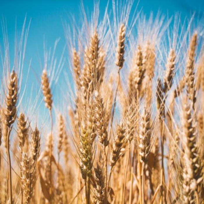 Exporturile de grâu ale Rusiei s-au dublat comparativ cu situaţia anterioară războiului