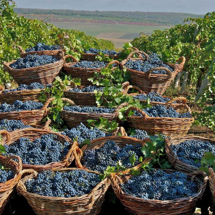 Vinurile moldovenești ajung în China