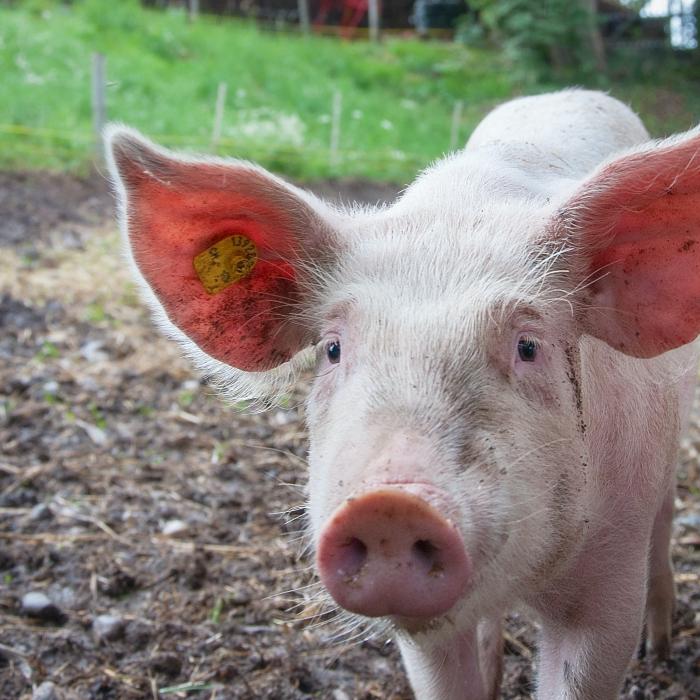 11 focare de pestă porcină sunt active în România