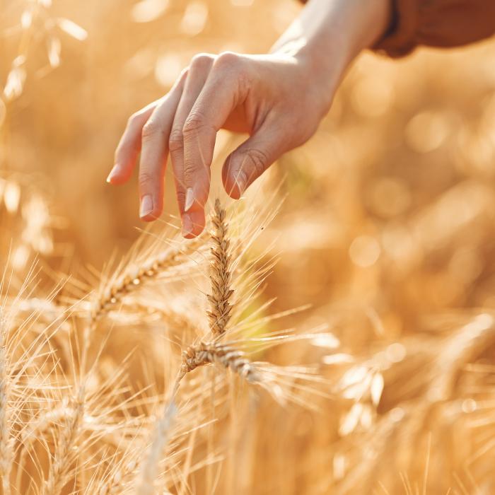 Prețul grâului s-a prăbușit. Care este motivul
