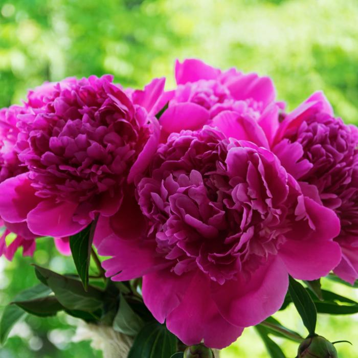 România exportă bujori în Olanda. Firul ajunge și la 90 de eurocenți