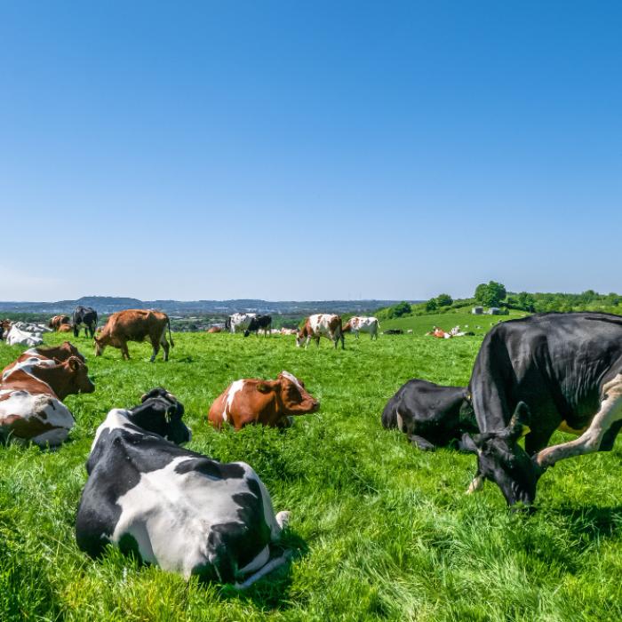 Reacții după ce Irlanda anunțase că va sactifica 200.000 de vaci pentru a reduce poluarea