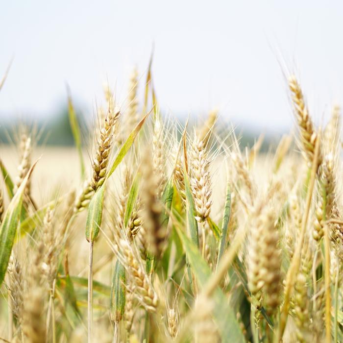 Cerealele din Ucraina şi embargoul impus de cinci state europene, în cifre. Care este situaţia României