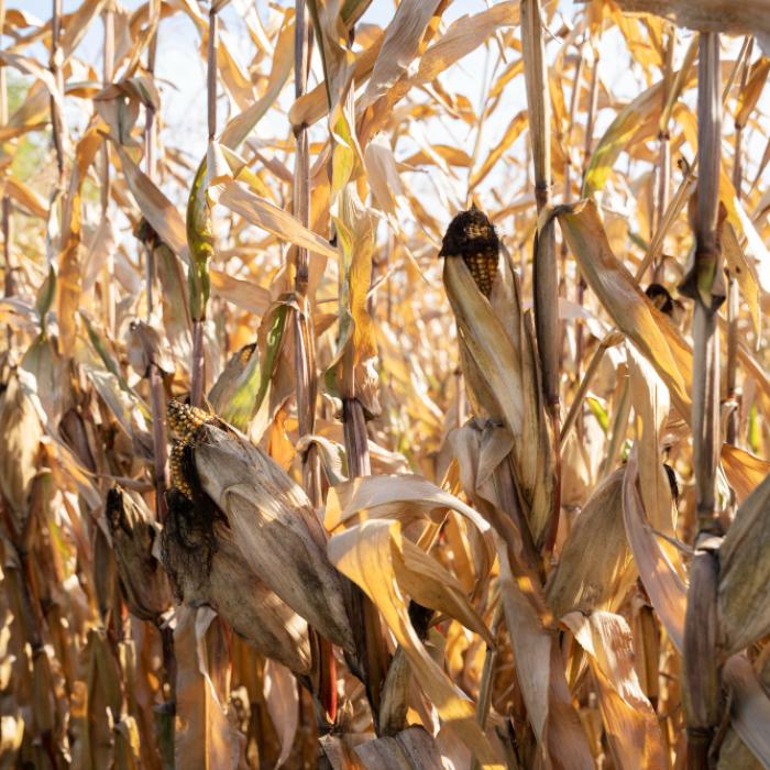 Secetă pedologică pe suprafețe mari din Muntenia şi Dobrogea