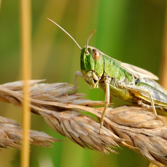 În curând, pe etichete: vierme galben uscat, larvele gândacului de făină, pulbere de greier şi lăcustă călătoare. Decizia Senatului privind utilizarea insectelor în produsele alimentare