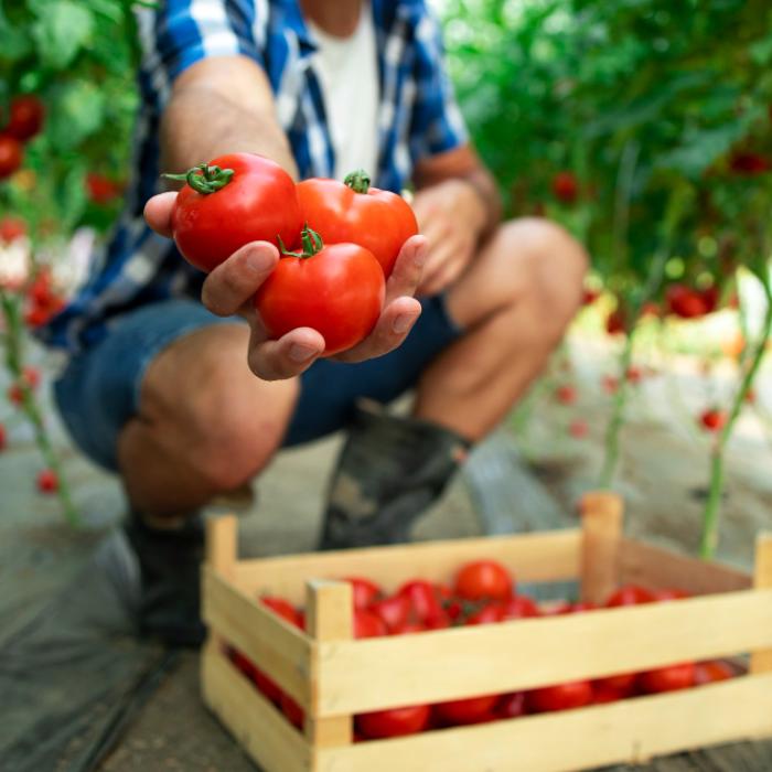 Bugetul programului "Tomata" va fi suplimentat cu 18 milioane de lei