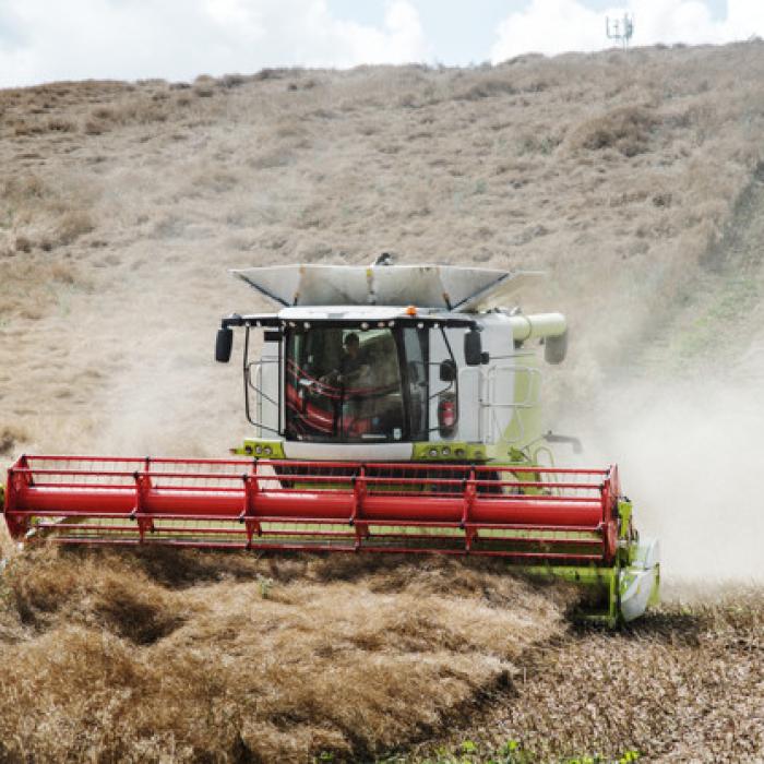 APIA primeşte cereri de acordare a sprijinului de urgenţă pentru cereale și oleaginoase