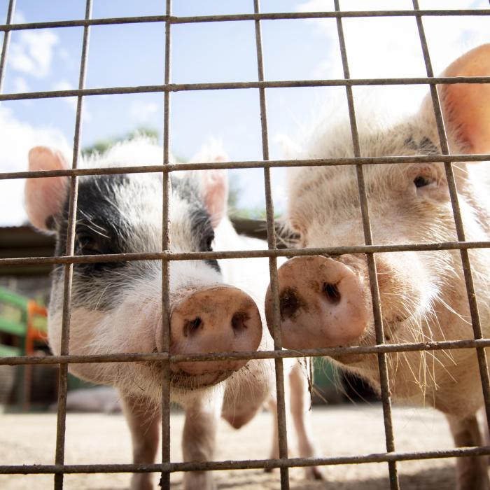 Legea porcului. Măsuri draconice pentru crescătorii de animale