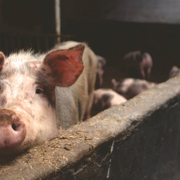Vești bune pentru crescătorii de animale. APIA oferă sprijin financiar pentru serviciile prestate în luna iulie 