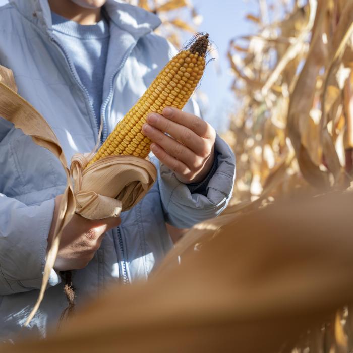 Condiția României pentru importurile de cereale din Ucraina 