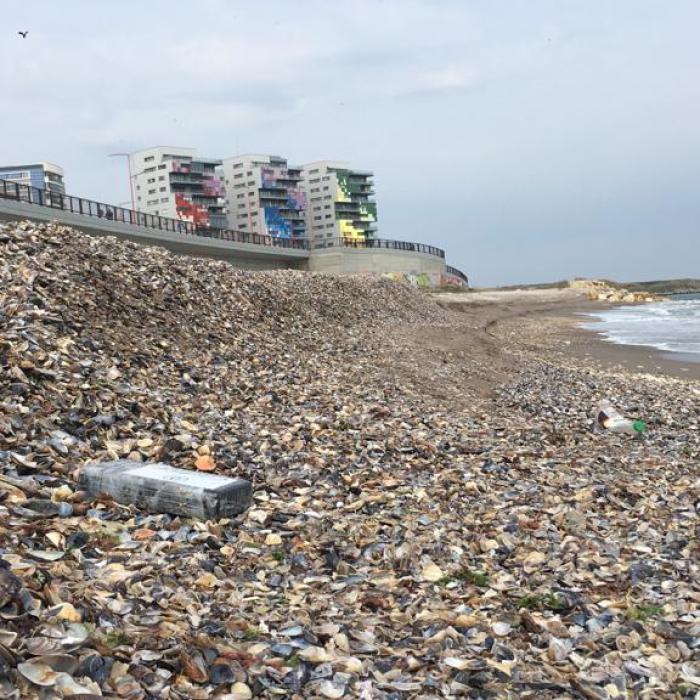 Pachet suspect, depistat pe o plajă din Constanța