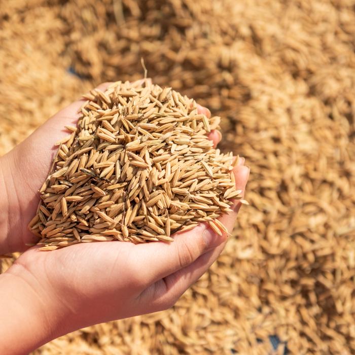 Ucrainenii mută una dintre cele mai mari bănci de semințe din lume din Harkov într-un loc mai sigur