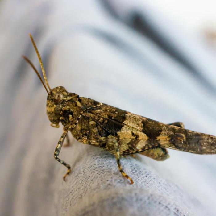 Produse alimentare din insecte. Regulile, votate de Parlament