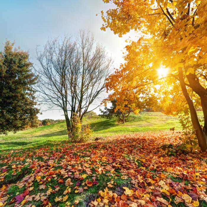 Vară, toamnă, iarnă... anotimpurile au luat-o razna, date total peste cap