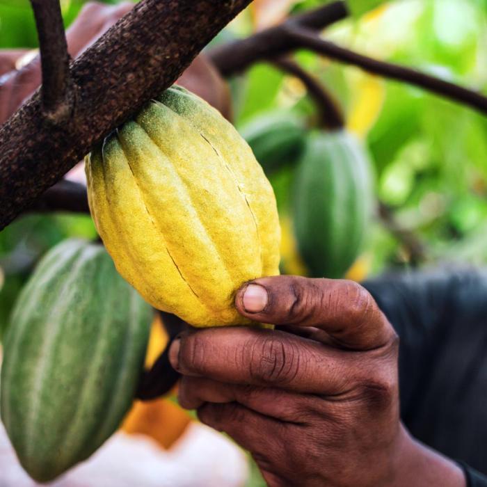 Nou maximum istoric al prețului boabelor de cacao