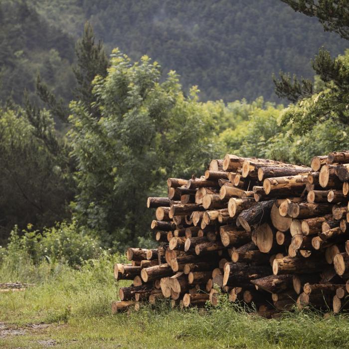Păduri: Terra a pierdut echivalentul a 10 terenuri de fotbal pe minut în 2023