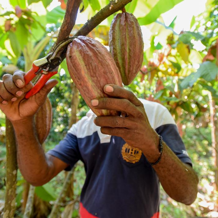 Scădere istorică a prețului boabelor de cacao