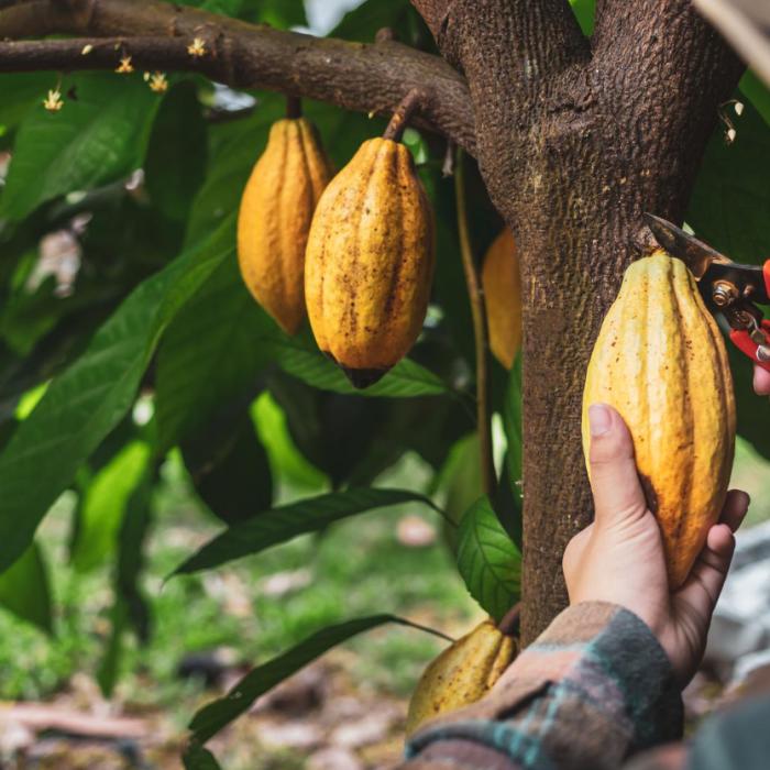 Cine câștigă de pe urma creșterii nebune a prețurilor la cacao?