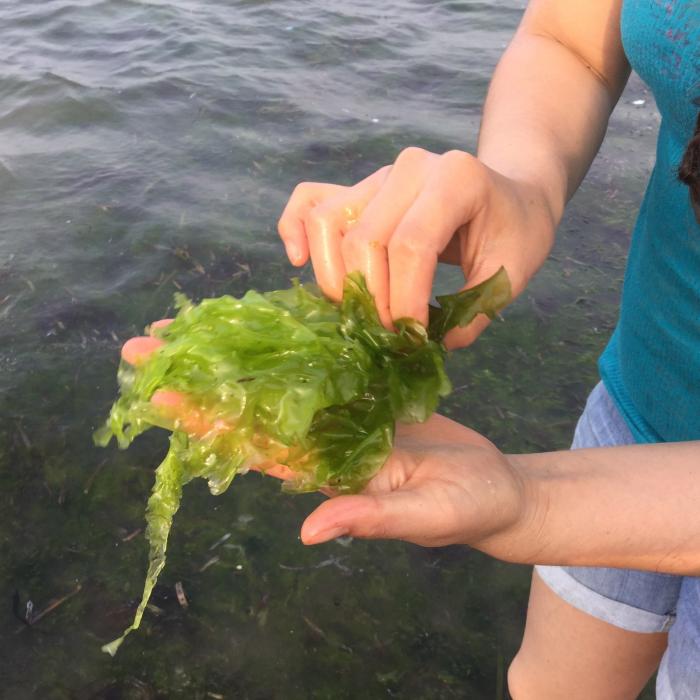 Algele din apa mării. Paul Anghel (ANPC): Bulgarii au avut noroc 