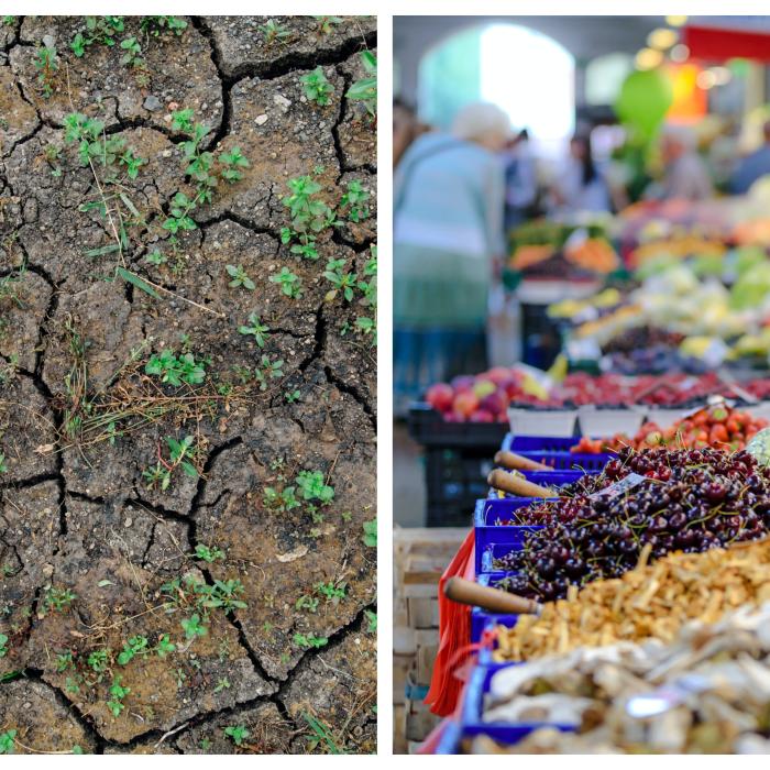 Efectele secetei asupra prețurilor alimentelor. Negrescu: Rezultatul modului catastrofal în care ne pregătim pentru vară
