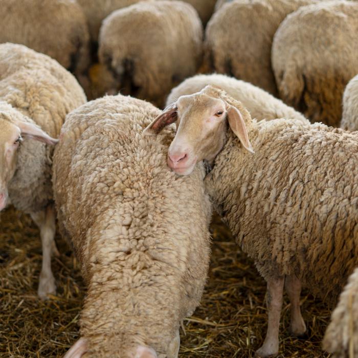 Pesta ovinelor face ravagii! Crescător din Tulcea: Nu mai avem nicio speranță 