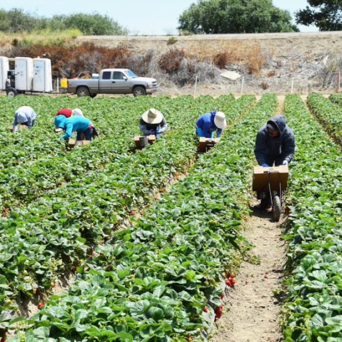 Planul de deportare a lui Trump va scumpi mâncarea americanilor - Analiză Bloomberg