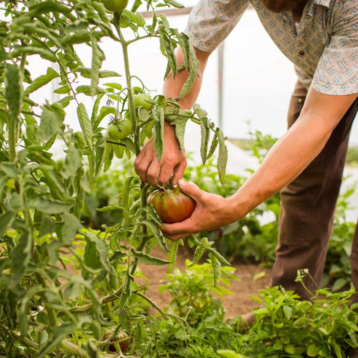 Decizia Ucrainei care poate bulversa piața mondială a produselor agricole