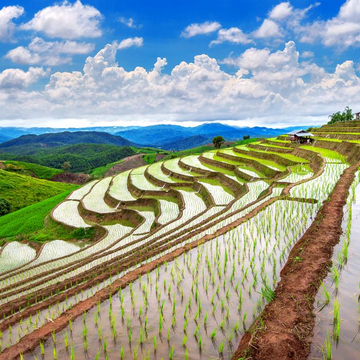 Planul gigantic al Chinei pentru a asigura hrana pentru cei 1,4 miliarde de locuitori