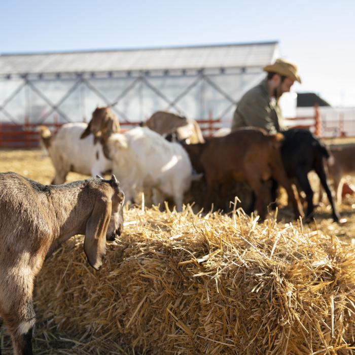 Sprijin financiar de peste 2,9 milioane lei pentru crescătorii de animale