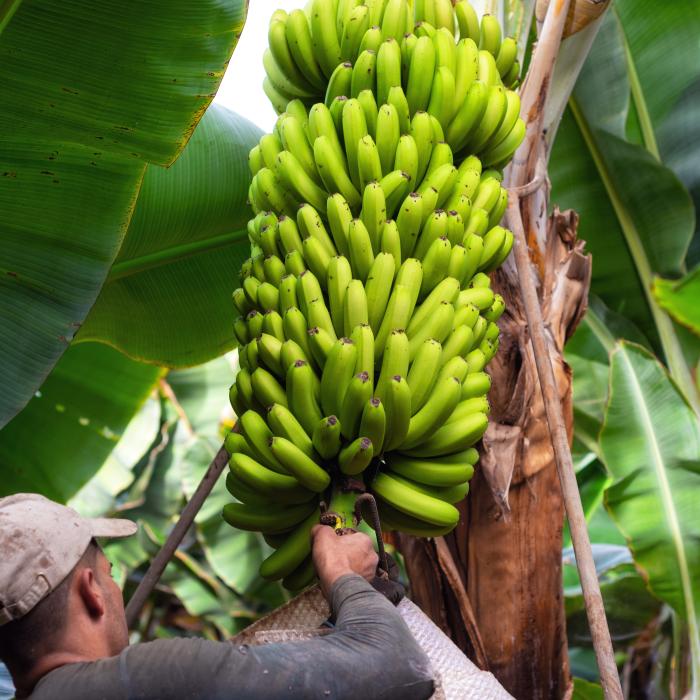 Banane din Rusia: "Putem cultiva orice"